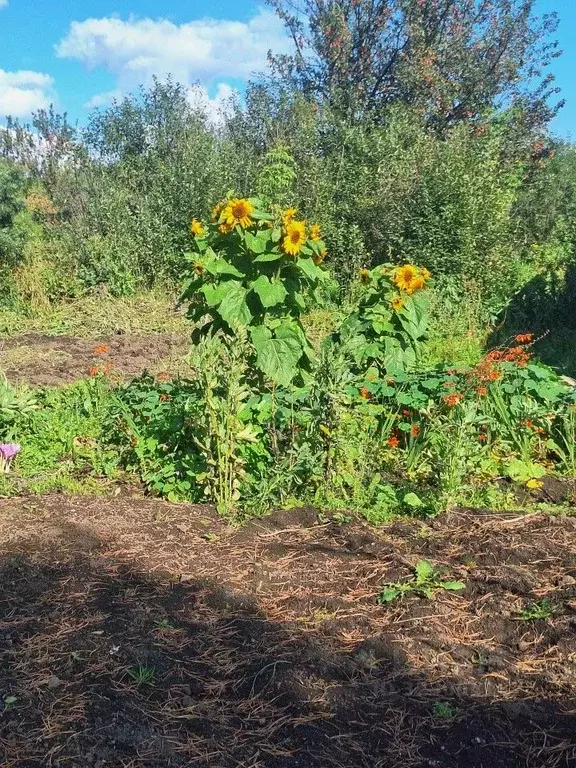Участок в Свердловская область, Верхнее Дуброво пгт, Сад № 2 СНТ 58 ... - Фото 1
