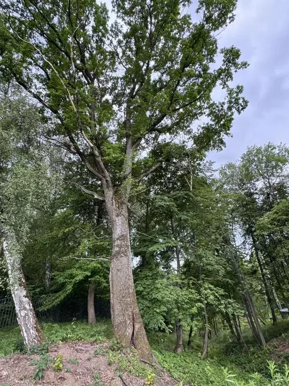 Участок в Тульская область, Заокский район, Малаховское с/пос, Нова ... - Фото 2