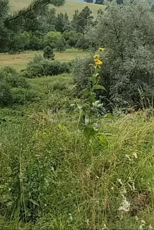 Участок в Алтай, Майминский район, с. Кызыл-Озек  (3735.0 сот.) - Фото 1