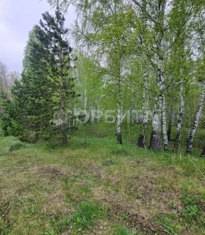Участок в Тюменская область, Тюменский район, д. Елань ул. Сосновая ... - Фото 0