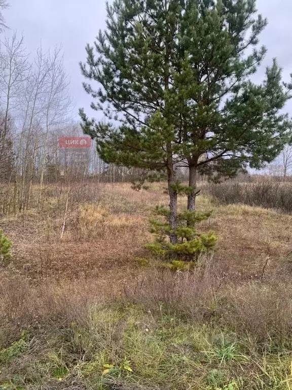 Участок в Рязанская область, Рязанский муниципальный округ, с. ... - Фото 1