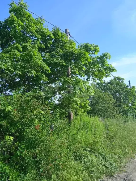 Участок в Вологодская область, Анциферово садоводческое товарищество ... - Фото 2