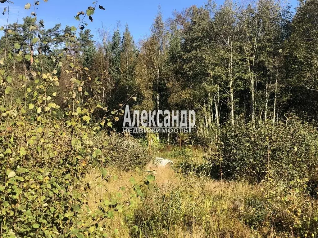 Участок в Ленинградская область, Приозерск  (12.0 сот.) - Фото 2