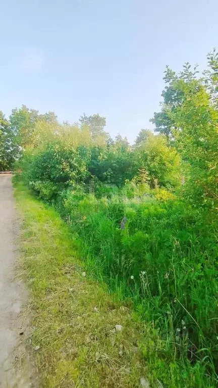 Участок в Ленинградская область, Гатчинский район, Сокол-2 СНТ 42 ... - Фото 1