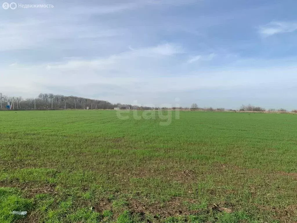 Участок в Темрюкский район, Курчанское сельское поселение, станица ... - Фото 2