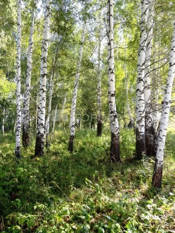 Участок в Алтайский край, Ельцовский район, с. Новокаменка  (3100.0 ... - Фото 0
