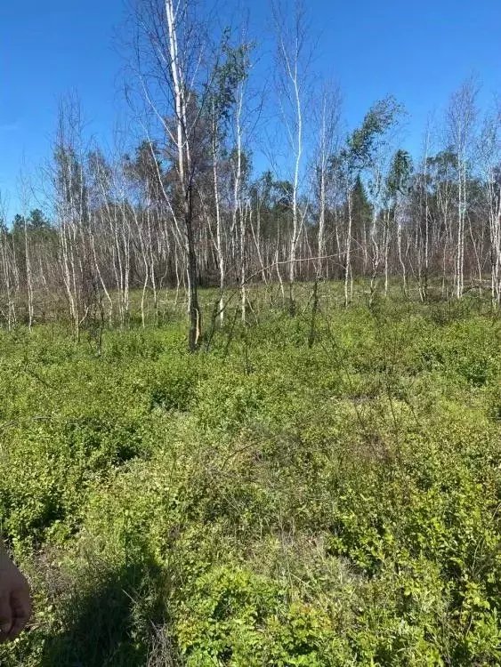 Участок в Саха (Якутия), Якутск Вилюйский тракт (7.7 сот.) - Фото 2