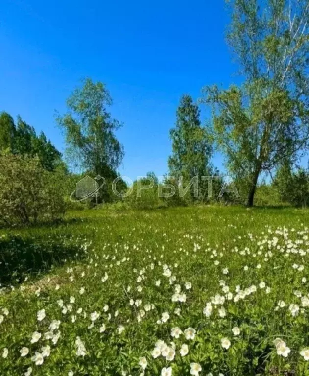 Участок в Тюменская область, Тюменский муниципальный округ Салаирский ... - Фото 2