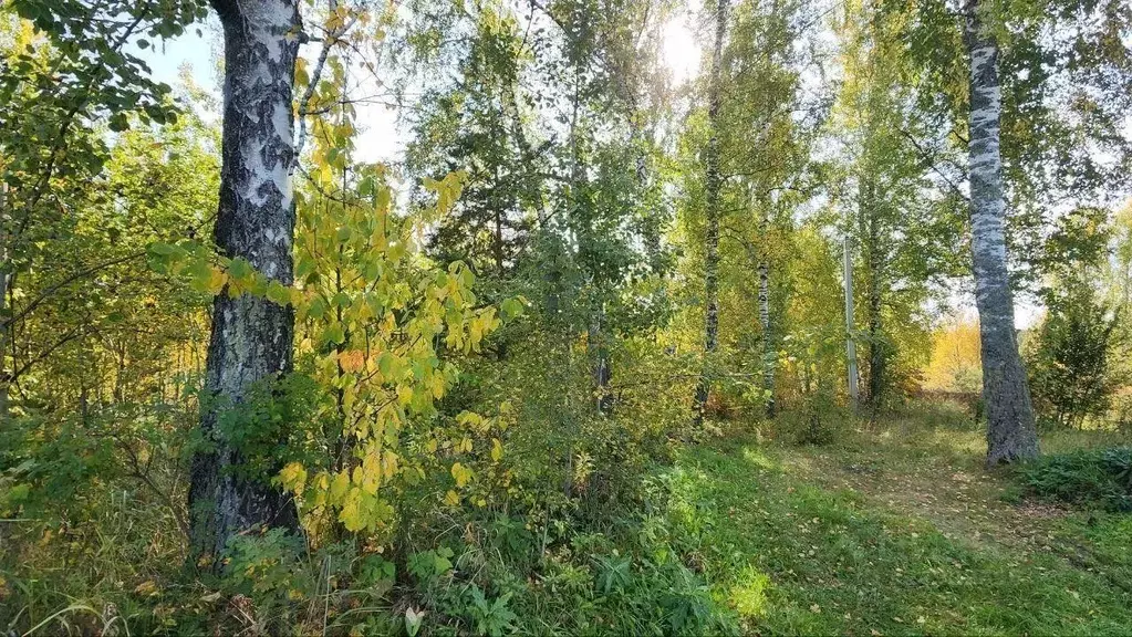 Участок в Томская область, Томский район, Богашевское с/пос, с. ... - Фото 2