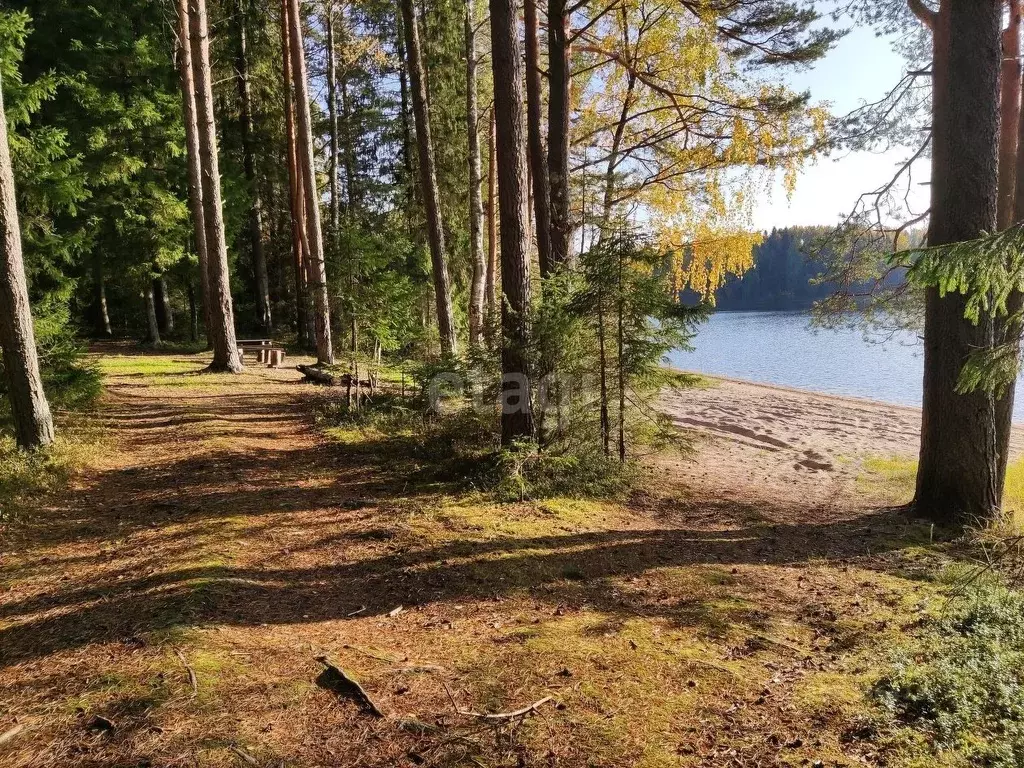 Участок в Новгородская область, Любытинское с/пос, д. Красная Гора  ... - Фото 0