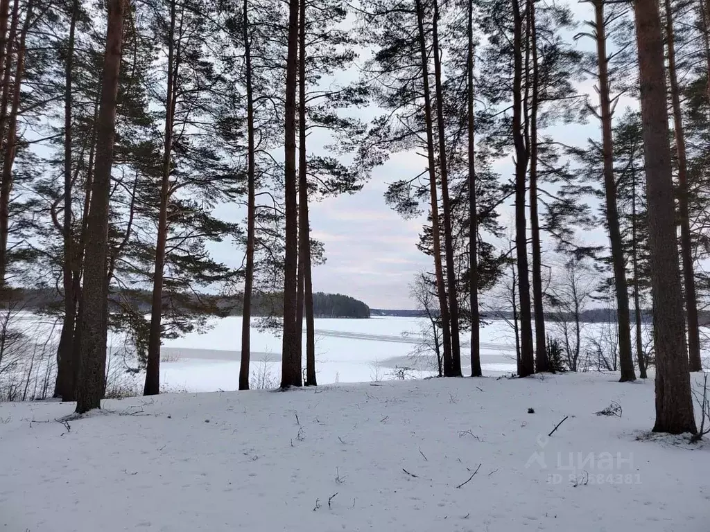 Участок в Псковская область, Пустошкинский район, Забельская волость, ... - Фото 0