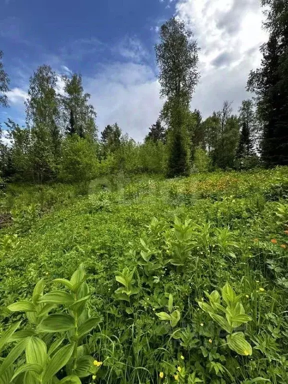 Участок в Алтай, Турочакский район, с. Артыбаш  (20.0 сот.) - Фото 1