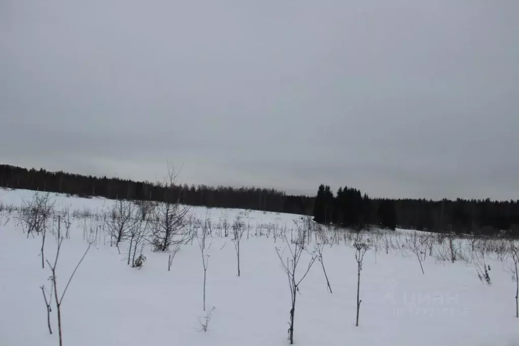 Участок в Московская область, Шаховская муниципальный округ, д. Косово ... - Фото 2