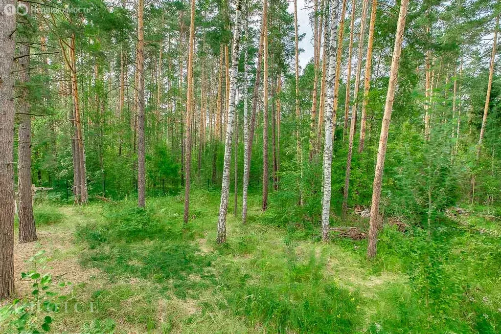 Участок в посёлок Николина Гора, КП Сосновый бор (14 м) - Фото 2