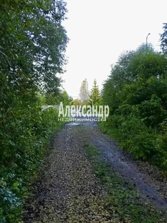 Участок в Ленинградская область, Сланцы пос. Большие Лучки, ул. ... - Фото 1