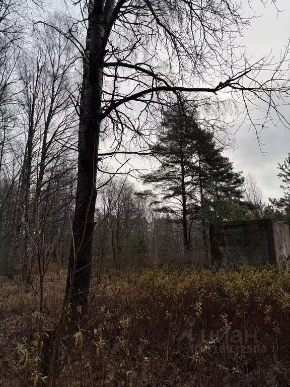 Участок в Санкт-Петербург пос. Серово,  (3.0 сот.) - Фото 0