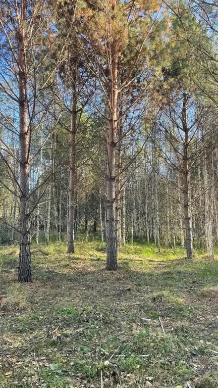 Участок в Новосибирская область, Новосибирский район, Кубовинский ... - Фото 1