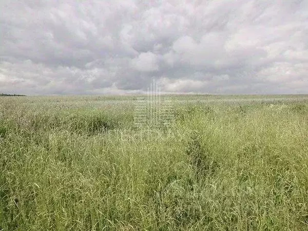 Участок в Владимирская область, Суздальский район, Селецкое ... - Фото 1