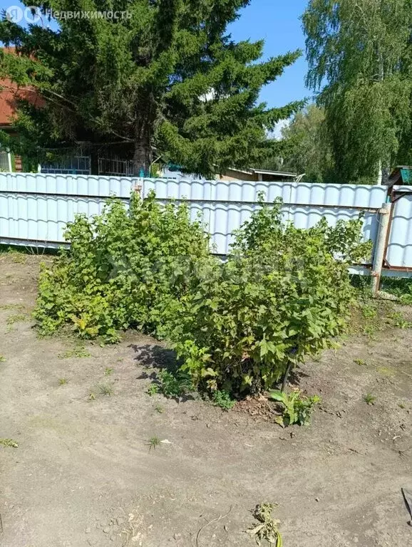 Участок в Тогучинский район, СНТ Кондитер (4 м) - Фото 1