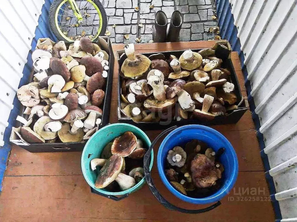 Участок в Алтайский край, Крутихинский район, с. Крутиха  (15.0 сот.) - Фото 1