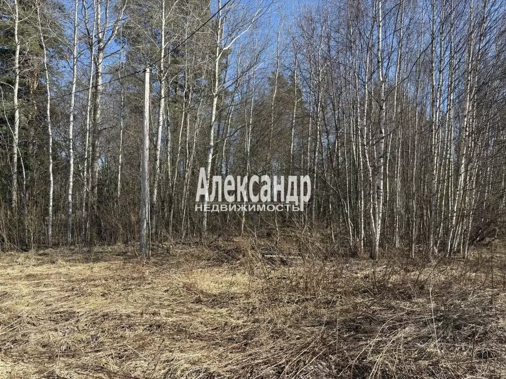 Участок в Ленинградская область, Приозерский район, Кузнечнинское ... - Фото 2