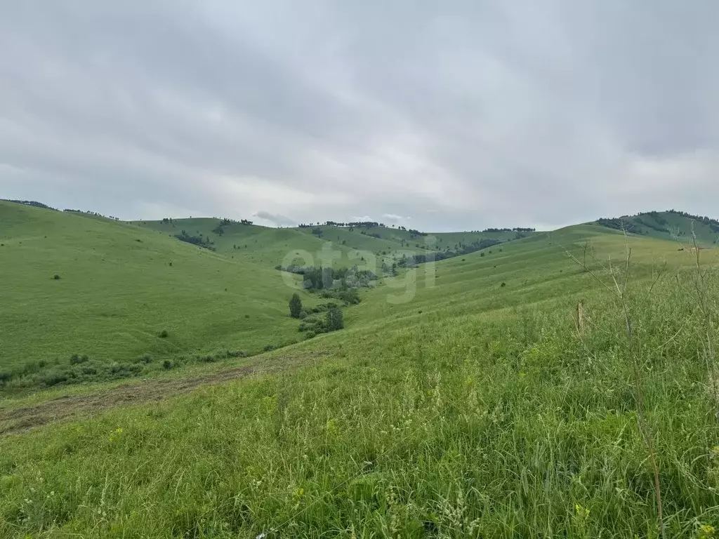 Участок в Алтайский край, Алтайский район, Жемчужина Алтая ДНТ  (11.1 ... - Фото 2
