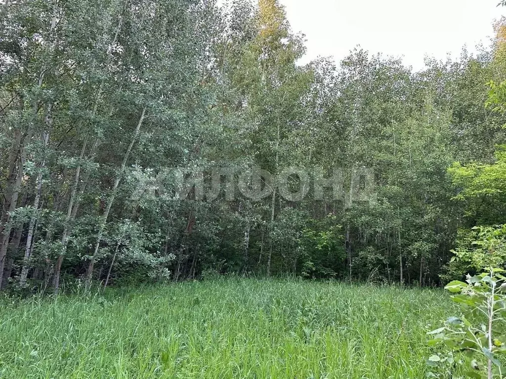 Участок в Новосибирская область, Бердск ул. Мирная (7.0 сот.) - Фото 1