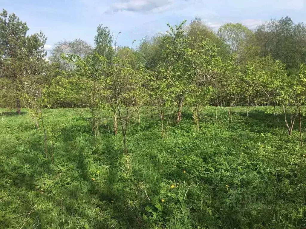 Участок в Московская область, Подольск городской округ, д. Кутьино ул. ... - Фото 1