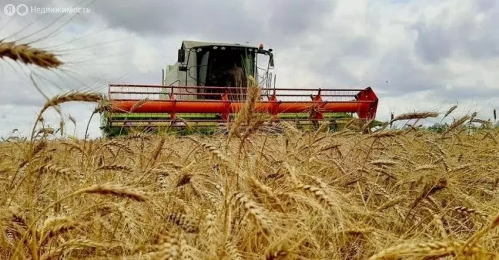 Участок в Красноперекопский район, село Орловское (3.7 м) - Фото 2