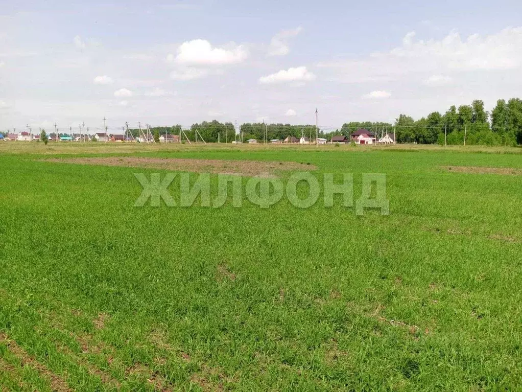 Участок в Новосибирская область, Коченево рп ул. С.М. Кулигина, 61 ... - Фото 1