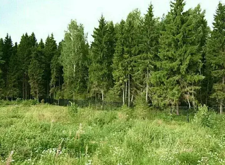 Участок в Москва Сосновый Бор кп,  (14.7 сот.) - Фото 2