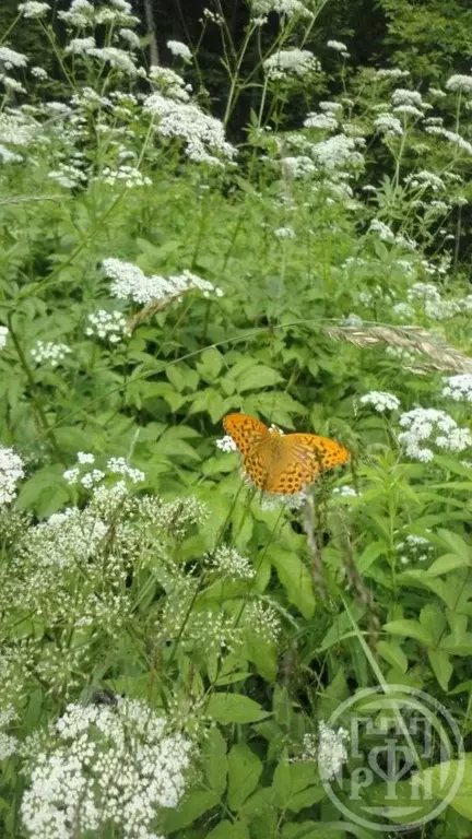 Участок в Новгородская область, Батецкий муниципальный округ, д. ... - Фото 1