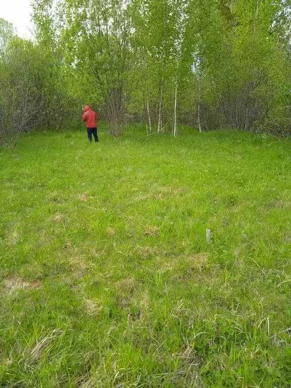 Участок в Новгородская область, Чудовский муниципальный район, ... - Фото 1