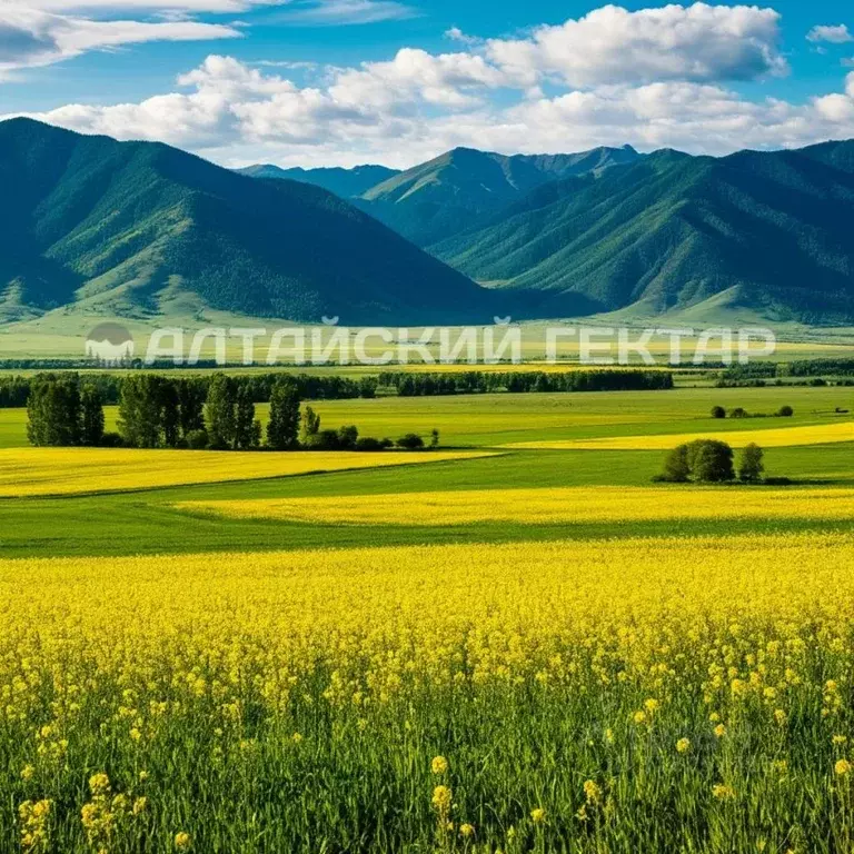 Участок в Алтайский край, Курьинский район, с. Новофирсово  (12178.9 ... - Фото 1