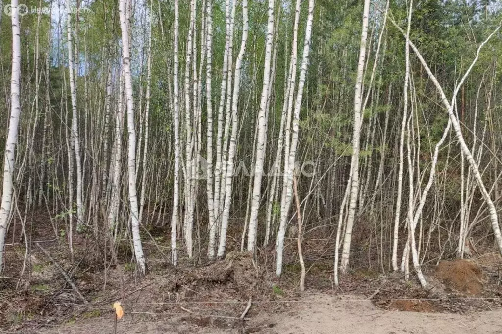 Участок в Собинка, улица Братьев Лосевых (10 м) - Фото 1