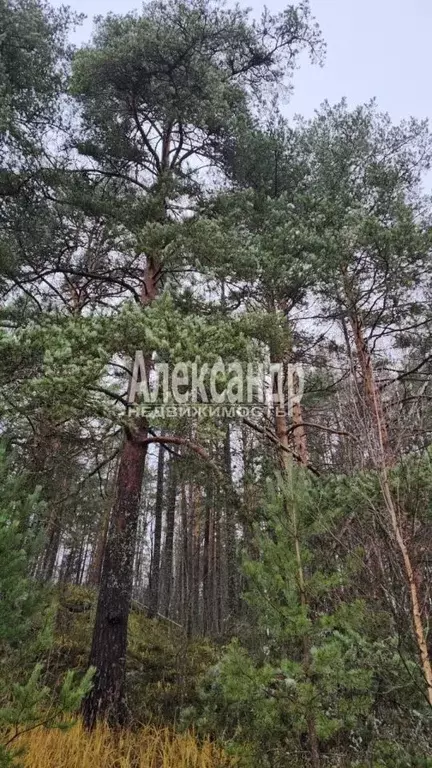 Участок в Карелия, Сортавальский муниципальный округ, пос. Вуорио ш. ... - Фото 1