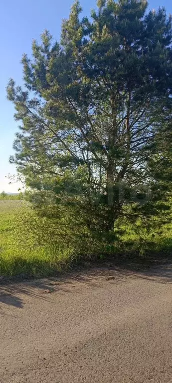 Участок 8 сот. (СНТ, ДНП) - Фото 1
