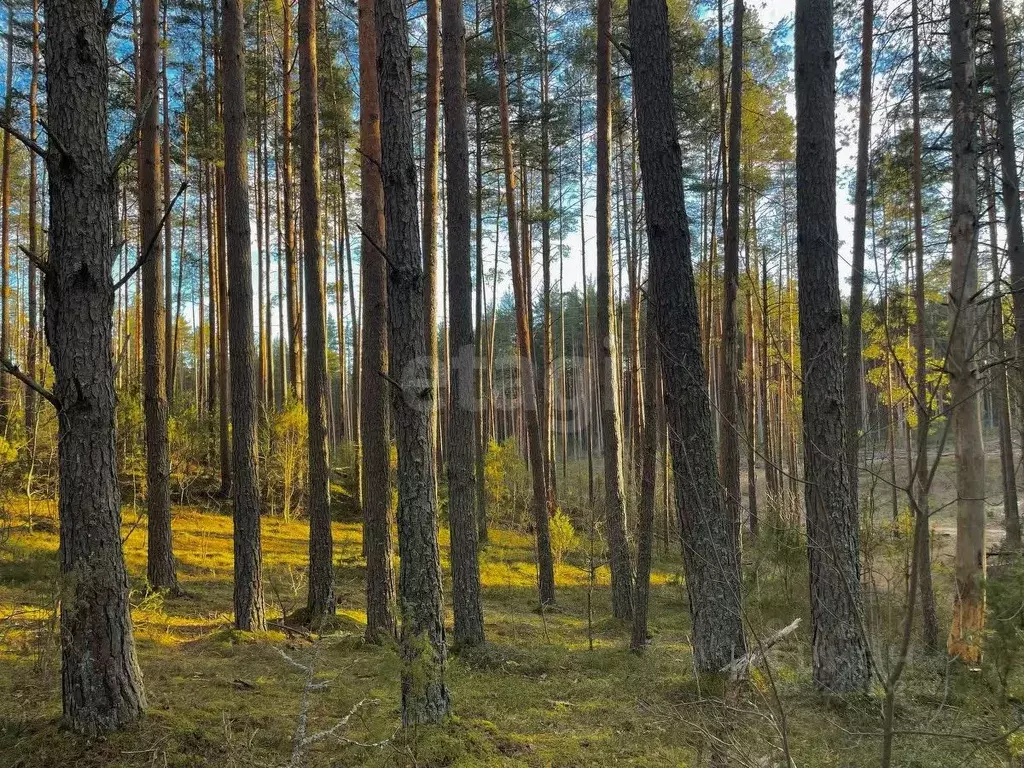 Участок в Псковская область, Печорский муниципальный округ, д. Кудина ... - Фото 1