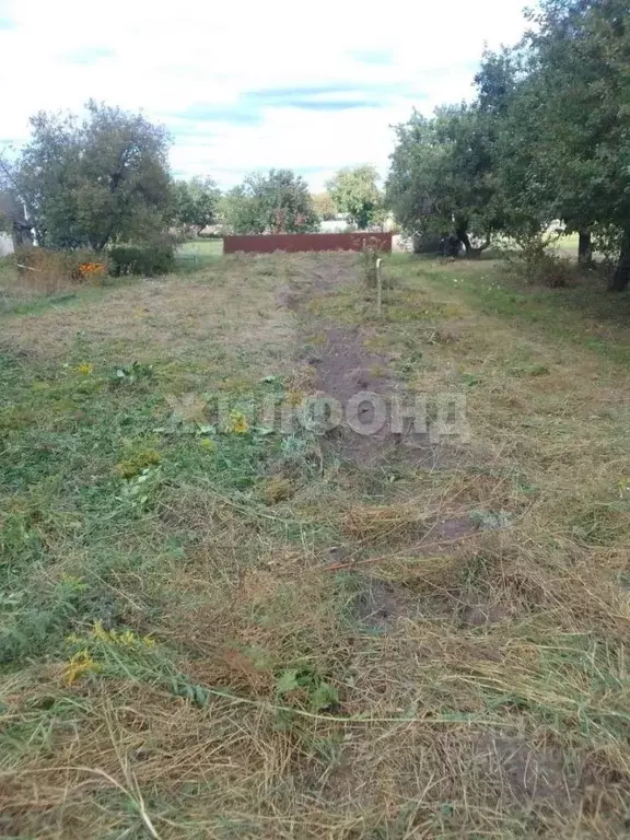 Участок в Брянская область, Брянский район, пос. Мичуринский, Надежда ... - Фото 2