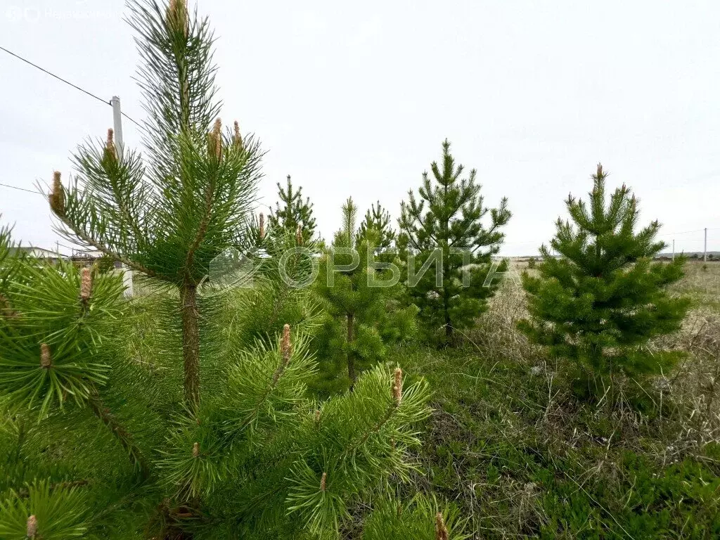 Участок в Тюменский район, деревня Елань (12 м) - Фото 1