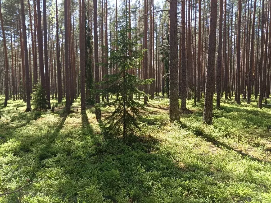 Дом в Псковская область, Пустошкинский район, Гультяевская волость, д. ... - Фото 1