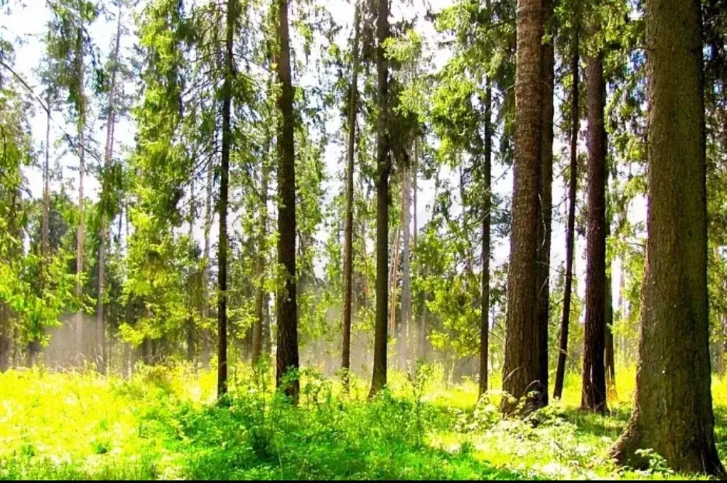 Участок в Московская область, Раменский городской округ, д. Обухово, ... - Фото 1