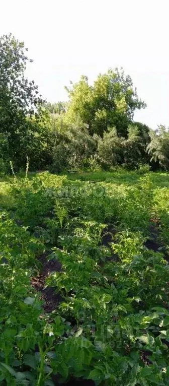 Дом в Новосибирская область, Новосибирский район, с. Криводановка, ... - Фото 1