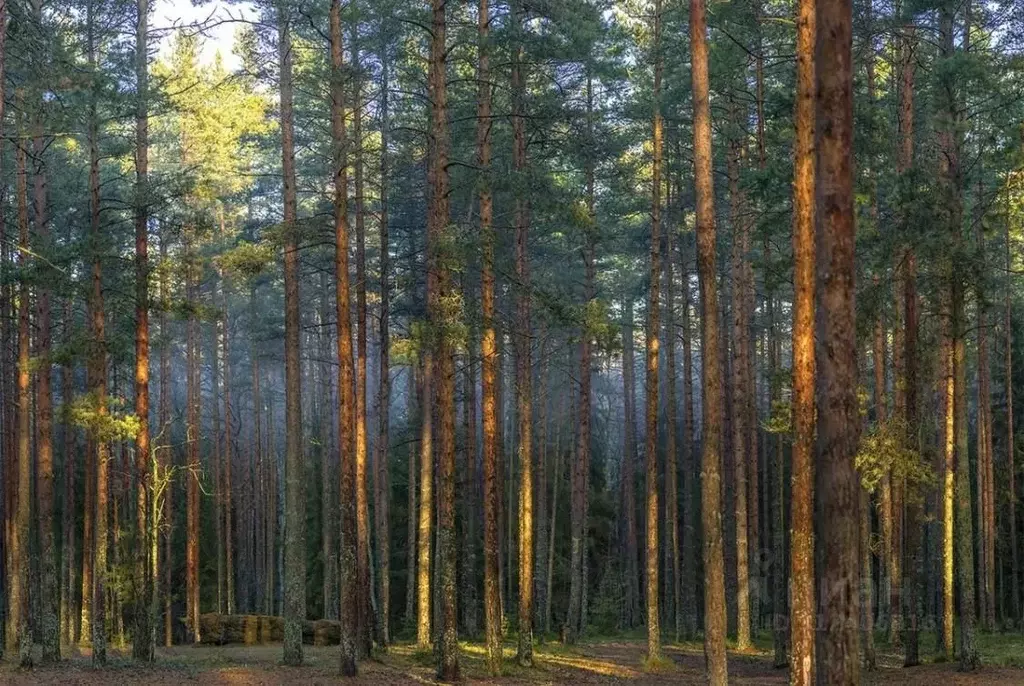Участок в Ярославская область, Переславль-Залесский муниципальный ... - Фото 2