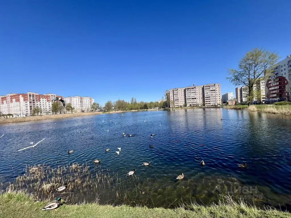 Студия Новгородская область, Великий Новгород наб. Колмовская, 71 ... - Фото 0
