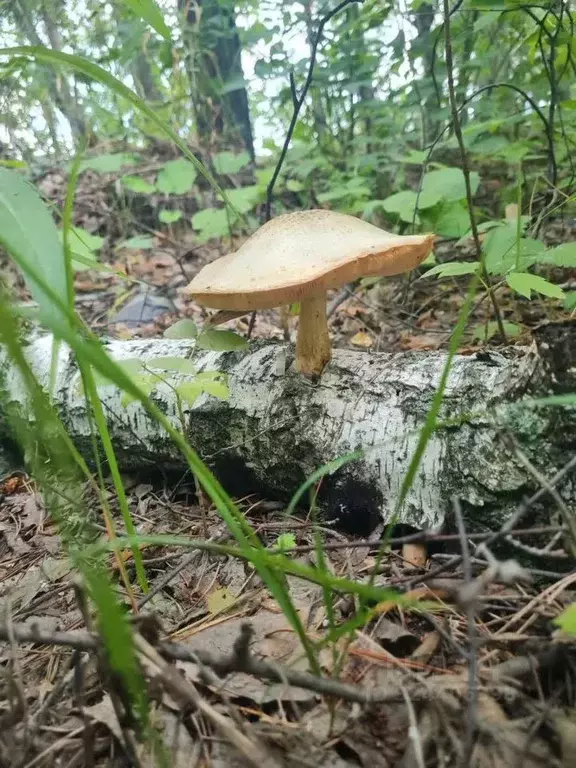 Участок в Тюменская область, Тюменский муниципальный округ, д. Ушакова ... - Фото 1
