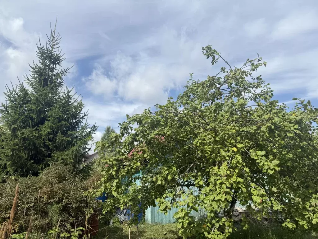 Участок в Санкт-Петербург, Санкт-Петербург, Павловск Славяночка-2 СНТ, ... - Фото 1