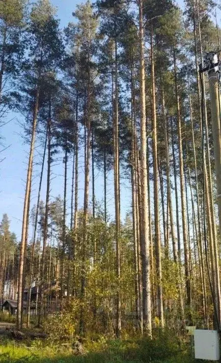 Участок в Ленинградская область, Всеволожский район, Свердловское ... - Фото 0