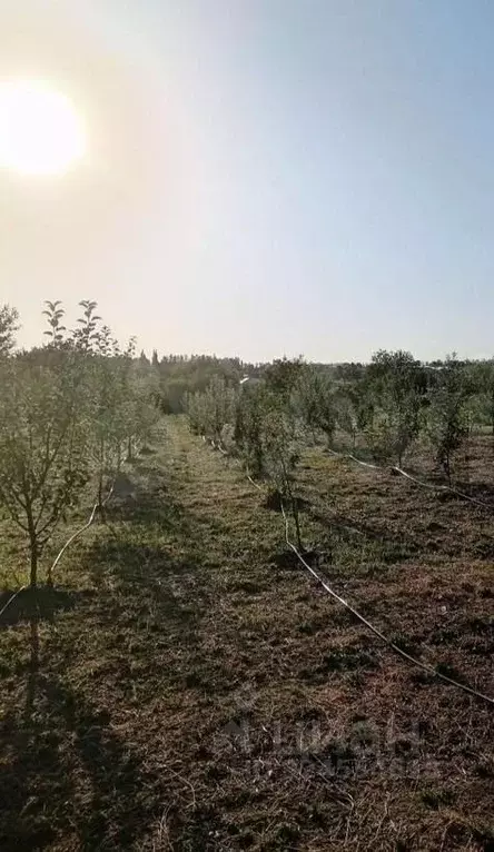 Участок в Краснодарский край, Крымский район, Адагум хут. ... - Фото 2