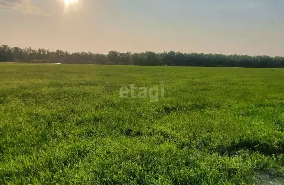 Участок в Волгоградская область, Городищенский район, Вертячинское ... - Фото 1
